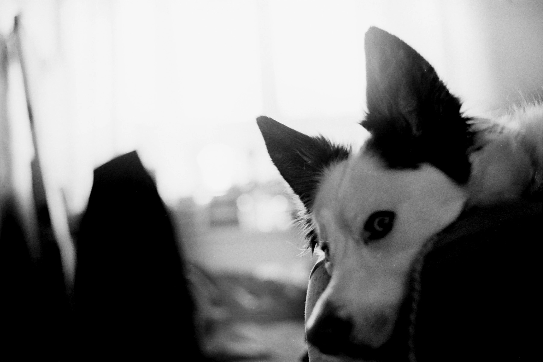 Lola - A Beautiful Dog